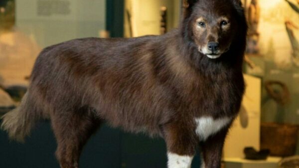 DNA study of famed US sled dog shows what made