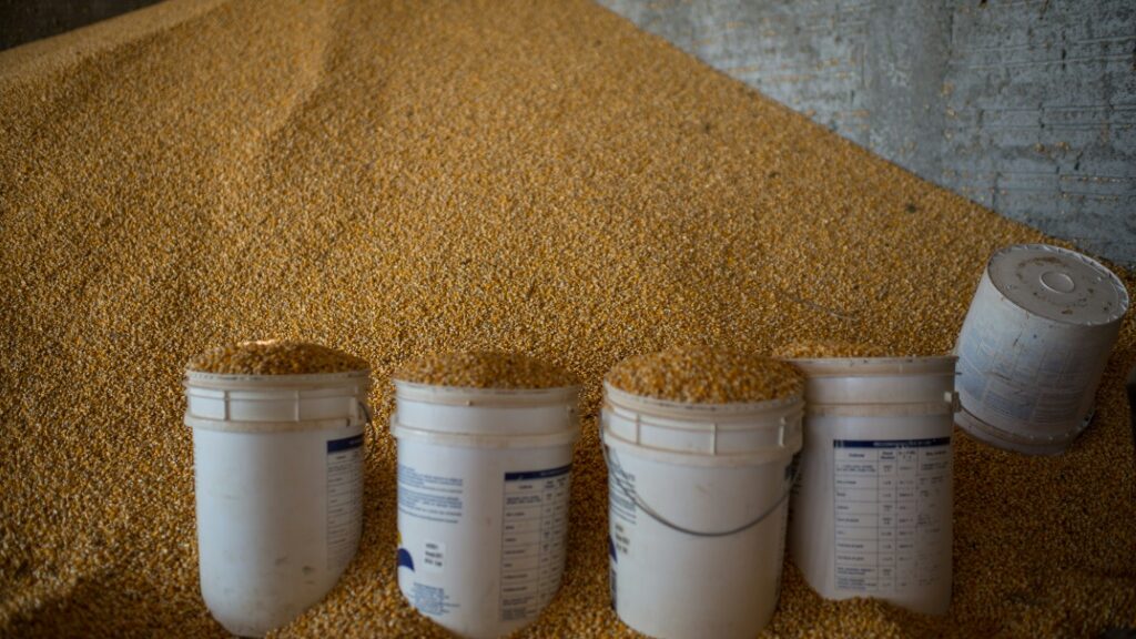 Brazil may surpass US as world's No. 1 corn exporter - AFR | Online Free Press release news distribution - Vimarsana News