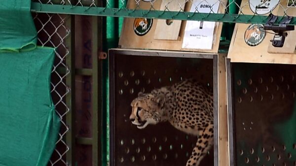 Second cheetah brought from Africa dies in India