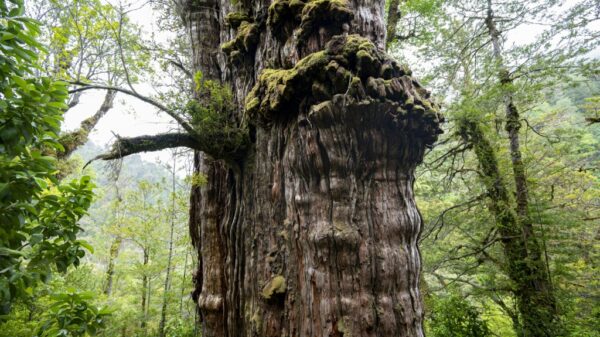 Worlds oldest tree able to reveal planets secrets English