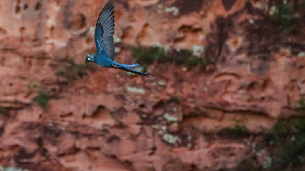 endangered macaw vs. wind farm - AFR | Online Free Press release news distribution - Vimarsana News