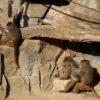 Adult friends help baboons conquer childhood trauma US News