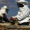Gaza beekeeper tends hives by restive border Global Edition