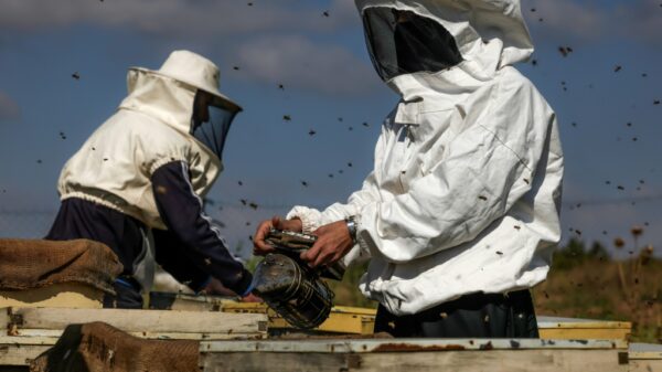 Gaza beekeeper tends hives by restive border Global Edition