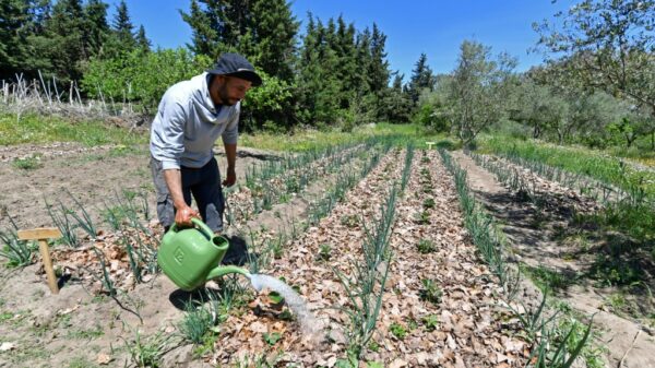 Planet friendly farming takes root in drought hit Tunisia