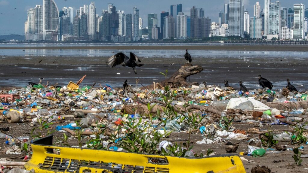 Plastic-eating fungi found in Chinese coastal salt marshes - International News News - Report by AFR | Online Free Press release news distribution - Vimarsana News