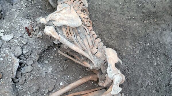 Two new skeletons found at Pompeii excavations