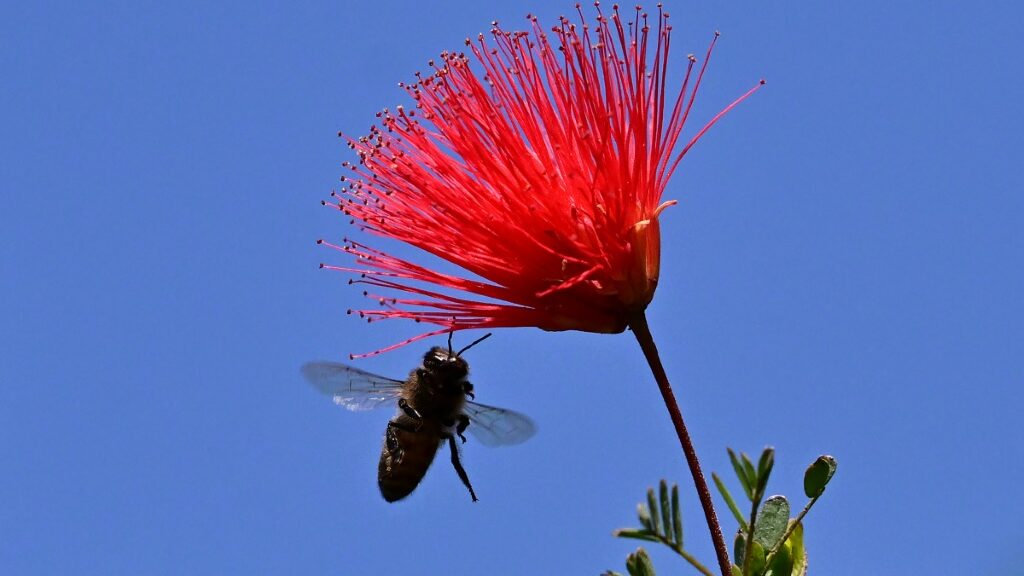 California's honey bees await the famous sunshine - Global Edition News - Report by AFR | Online Free Press release news distribution - Vimarsana News
