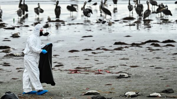 Chile says recent mass seabird death not due to avian