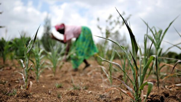 Disinformation soils Kenyas GMO debate Science Environment News Report