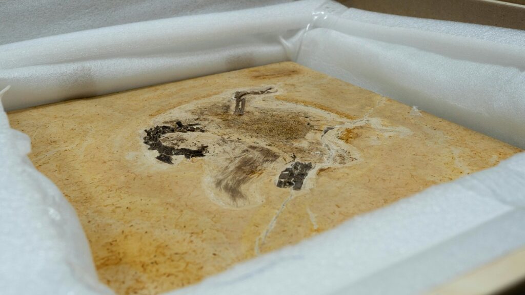 Germany returns 'stolen' dinosaur fossil to Brazil - English News - Report by AFR | Online Free Press release news distribution - Vimarsana News