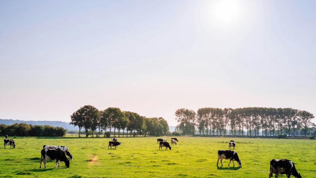 As cattle supply tightens, farmers face a looming crisis