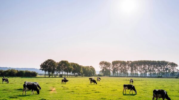 As cattle supply tightens, farmers face a looming crisis