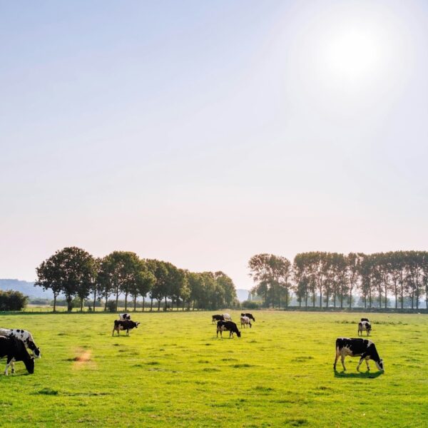 As cattle supply tightens, farmers face a looming crisis