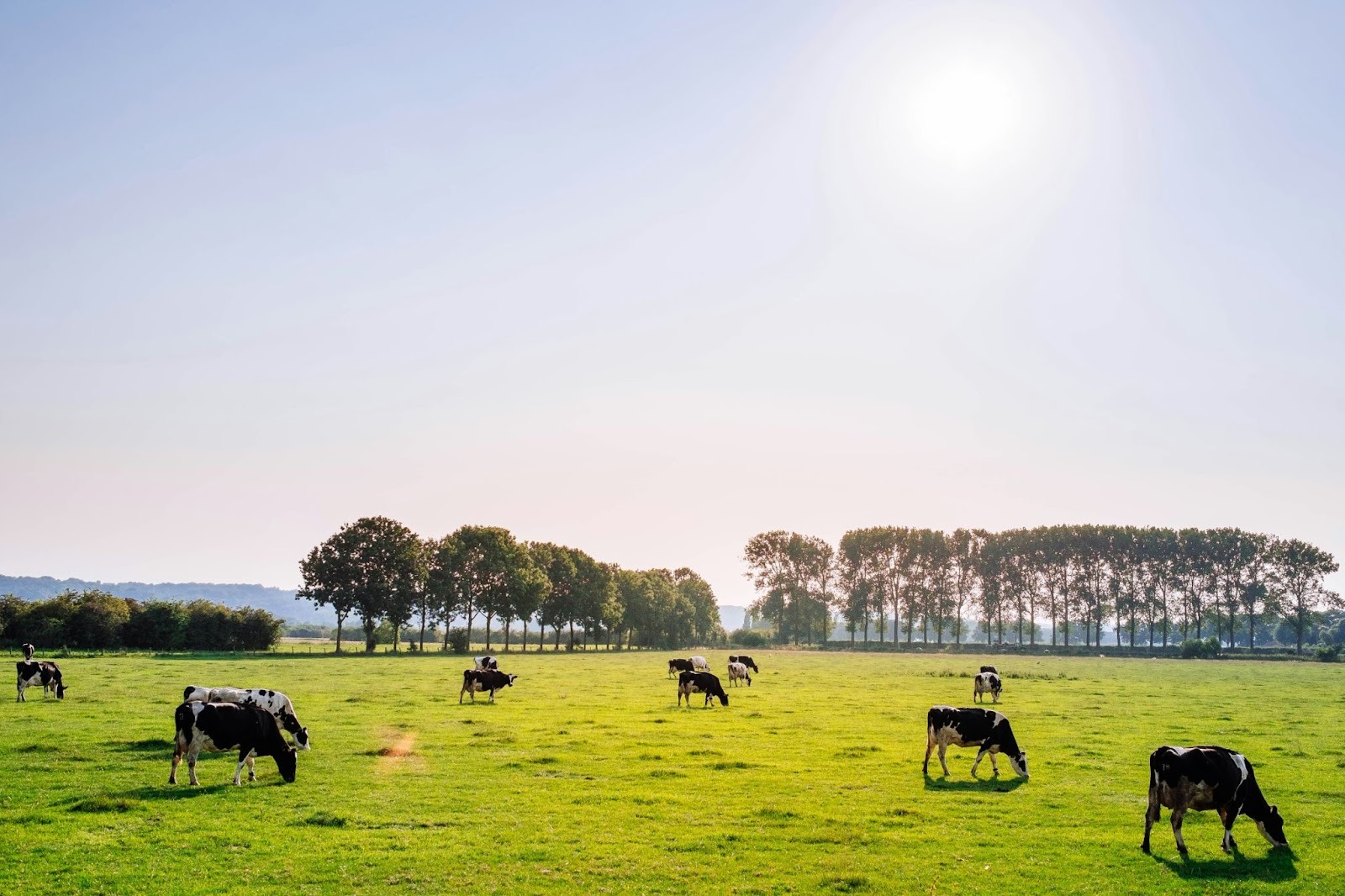 As cattle supply tightens, farmers face a looming crisis