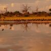 How Real-Time Water Monitoring Prevents Costly Livestock Losses