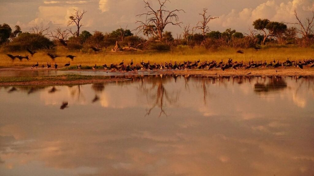How Real-Time Water Monitoring Prevents Costly Livestock Losses