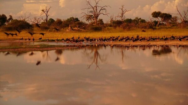 How Real-Time Water Monitoring Prevents Costly Livestock Losses