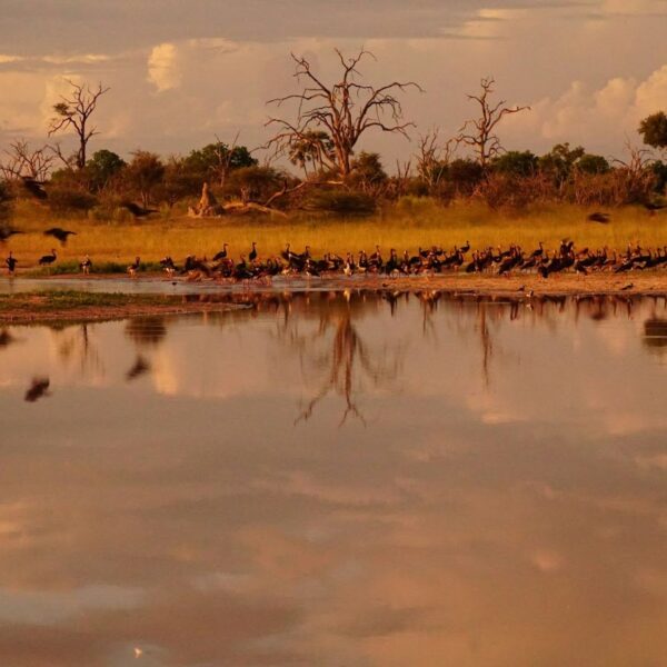 How Real-Time Water Monitoring Prevents Costly Livestock Losses