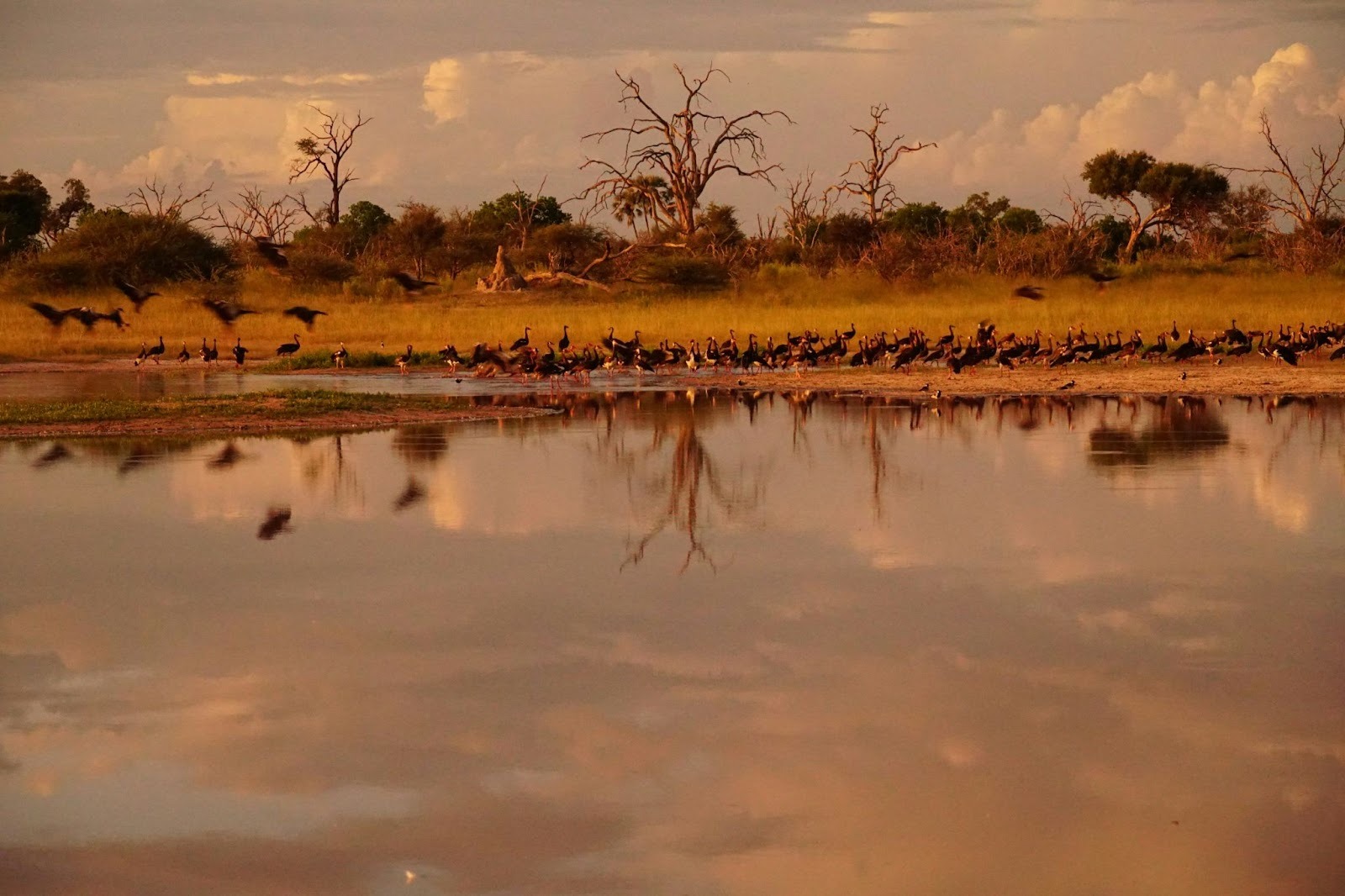 How Real-Time Water Monitoring Prevents Costly Livestock Losses